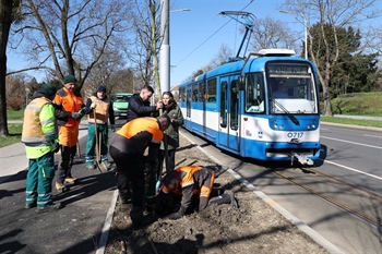 Završilo ozelenjavanje grada Osijeka, ove sezone posađeno 2.930 stabala