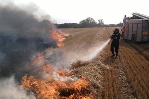 Izgorjeli pšenica i ječam