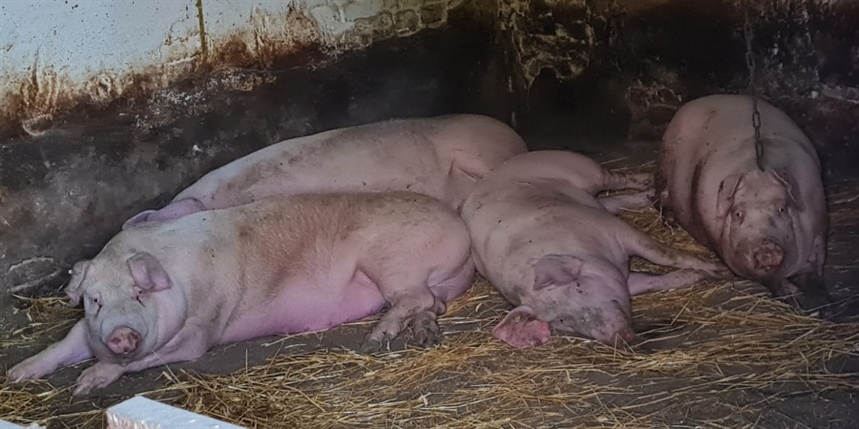 Završena eutanazija svinja u Jagodnjaku, visina odštete još uvijek nepoznata
