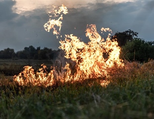 Veliki požar kod Bilja prijetio Kopačkom ritu, vatrogasci ga gasili...