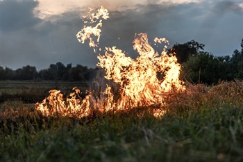 Veliki požar kod Bilja prijetio Kopačkom ritu, vatrogasci ga gasili više od 12 sati