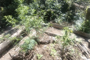 U Rajevom selu pronađen nasad Cannabis sative