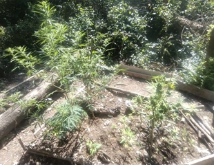U Rajevom selu pronađen nasad Cannabis sative
