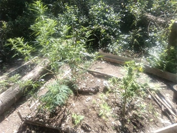 U Rajevom selu pronađen nasad Cannabis sative