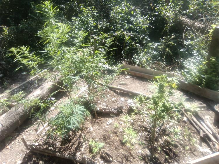 U Rajevom selu pronađen nasad Cannabis sative