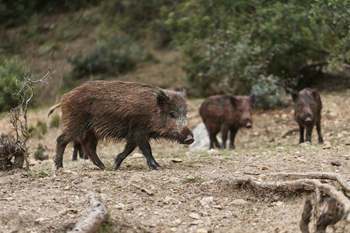Objavljena Naredba o izmjeni Naredbe o smanjenu brojnog stanja pojedine vrste divljači