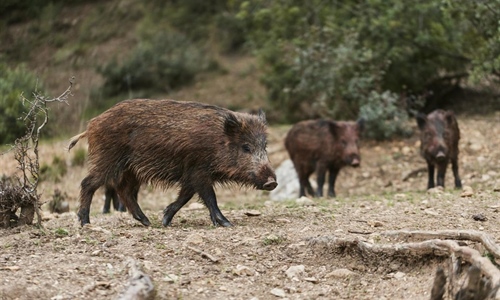 Objavljena Naredba o izmjeni Naredbe o smanjenu brojnog stanja pojedine...