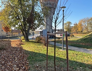 Nova stabla srebrnolisnog javora kod Vukovarskog vodotornja
