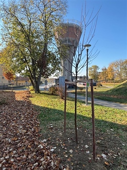 Nova stabla srebrnolisnog javora kod Vukovarskog vodotornja