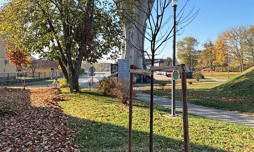 Nova stabla srebrnolisnog javora kod Vukovarskog vodotornja