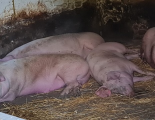 Potpora svinjogojcima 3 milijuna eura za biosigurnosne mjere na farmama