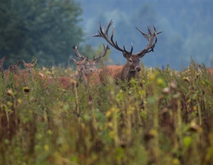 U četvrtak edukativna radionica za lovce