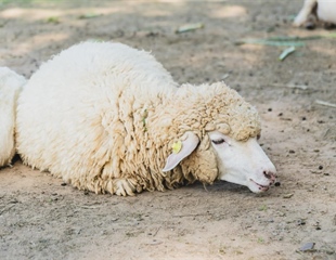 Kuga malih preživača prvi put potvrđena u Republici Hrvatskoj