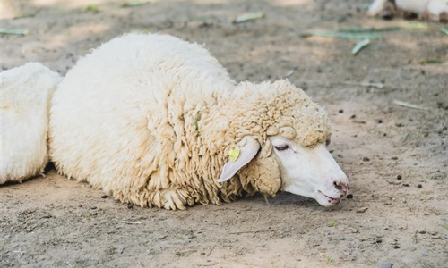 Kuga malih preživača prvi put potvrđena u Republici Hrvatskoj