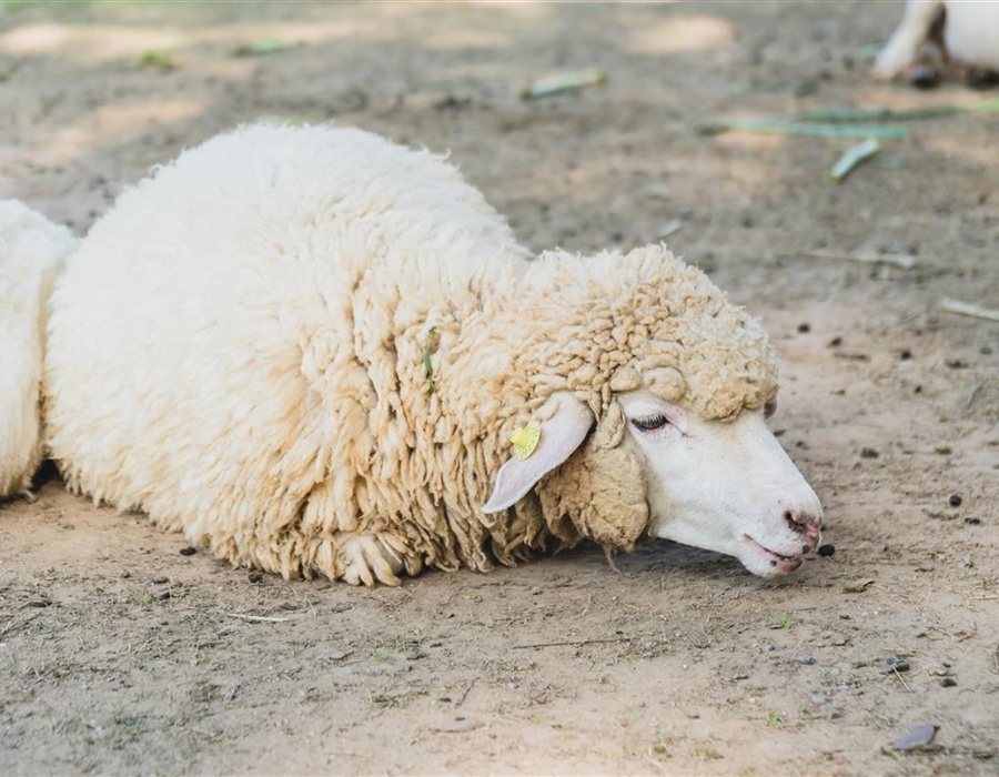 Kuga malih preživača prvi put potvrđena u Republici Hrvatskoj