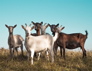 U Hrvatsku stigla kuga malih preživača koja pogađa ovce i koze