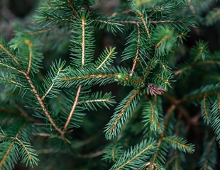 Od 12. siječnja u Vukovaru počinje odvoz božićnih drvaca