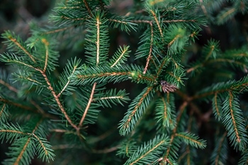 Od 12. siječnja u Vukovaru počinje odvoz božićnih drvaca