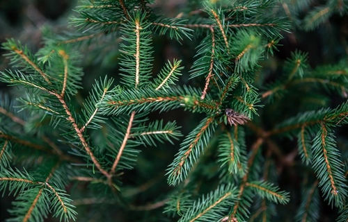 Od 12. siječnja u Vukovaru počinje odvoz božićnih drvaca