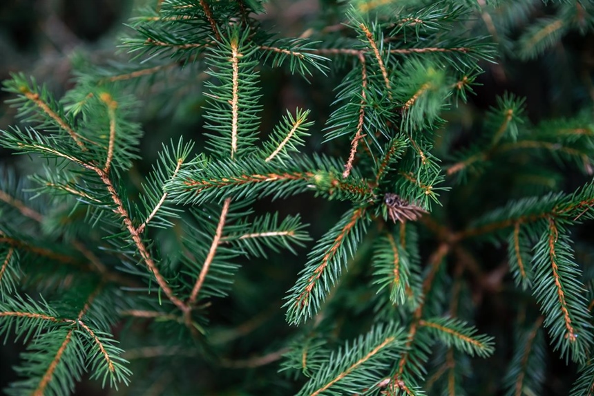 Od 12. siječnja u Vukovaru počinje odvoz božićnih drvaca