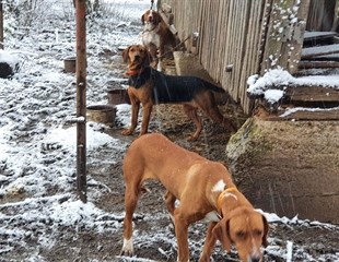Ledeni val prijeti tisućama životinja