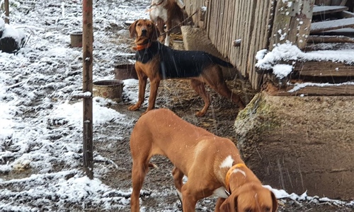 Ledeni val prijeti tisućama životinja