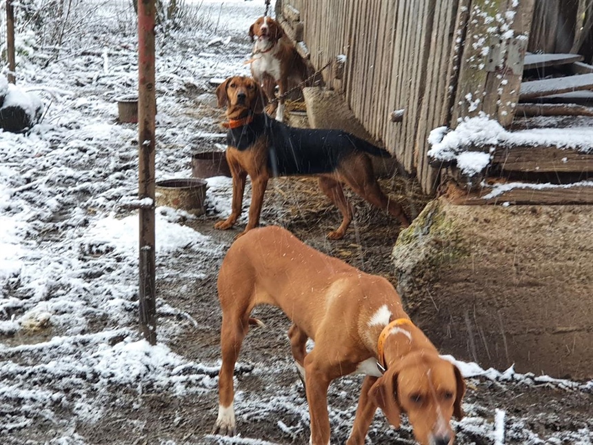 Ledeni val prijeti tisućama životinja