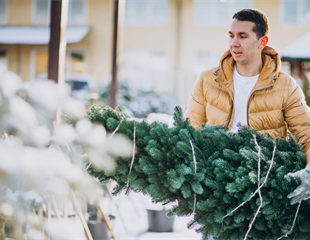 Od ponedjeljka započinje prikupljanje božićnih drvaca u Vukovaru