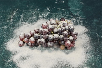 U Iločkim vinogradima počela berba traminca ledene berbe 2025. godine