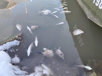 Tisuće ozlijeđenih i ubijenih riba u središtu Vukovara