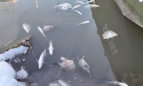 Tisuće ozlijeđenih i ubijenih riba u središtu Vukovara