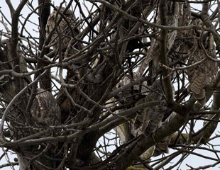 Tiha straža prirode usred sela: sove se vratile među ljude, ali trebaju...
