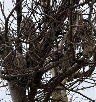 Tiha straža prirode usred sela: sove se vratile među ljude, ali trebaju našu zaštitu