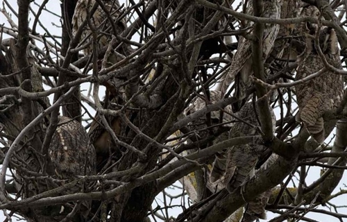 Tiha straža prirode usred sela: sove se vratile među ljude, ali trebaju...