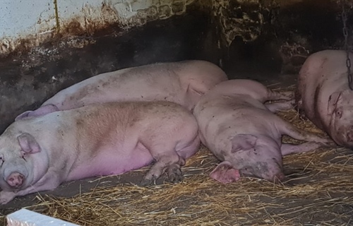 U Nemetinu potvrđen jedan slučaj afričke svinjske kuge