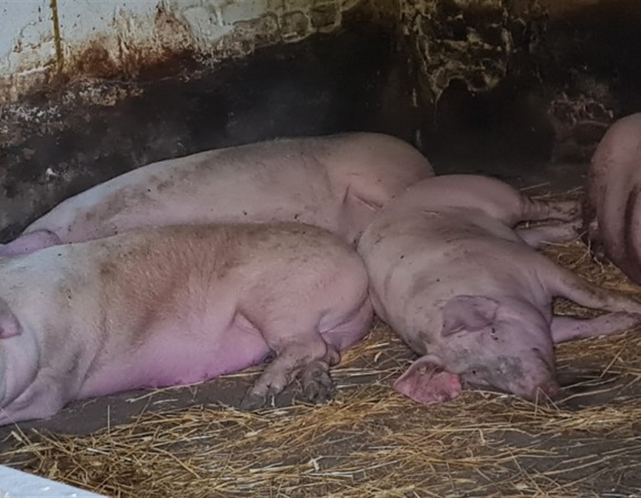 U Nemetinu potvrđen jedan slučaj afričke svinjske kuge