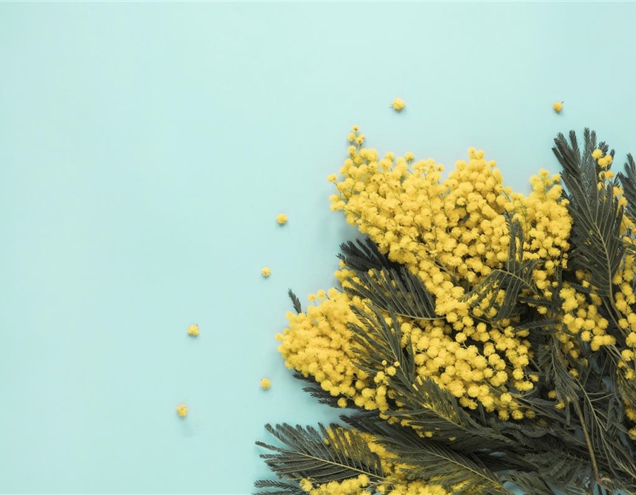 Obilježen Dan mimoza