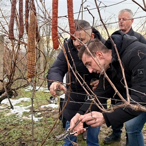 U vinogradu Ivana Cvitkovića u vinkovačkim Borincima simbolično...