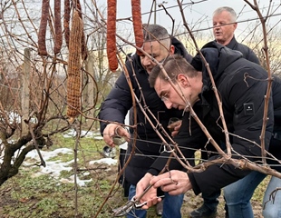 U vinogradu Ivana Cvitkovića u vinkovačkim Borincima simbolično...