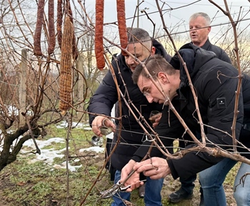 U vinogradu Ivana Cvitkovića u vinkovačkim Borincima simbolično otvorena nova vinogradarska sezona