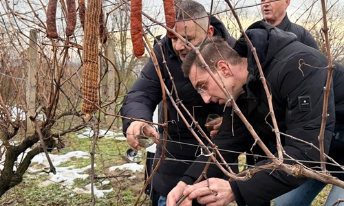 U vinogradu Ivana Cvitkovića u vinkovačkim Borincima simbolično...