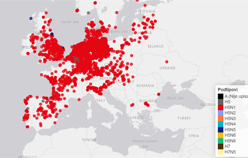 Potvrđen slučaj visokopatogene influence ptica podtipa H5N1 u labuda na...