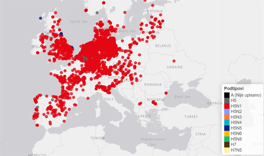 Potvrđen slučaj visokopatogene influence ptica podtipa H5N1 u labuda na vinkovačkom području