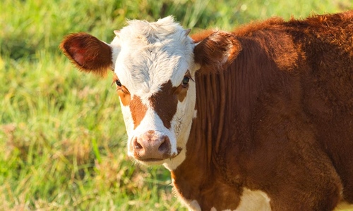 Vlada usvojila Program potpore za modernizaciju mini sirana