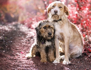 Grad plaća udomljavanje pasa