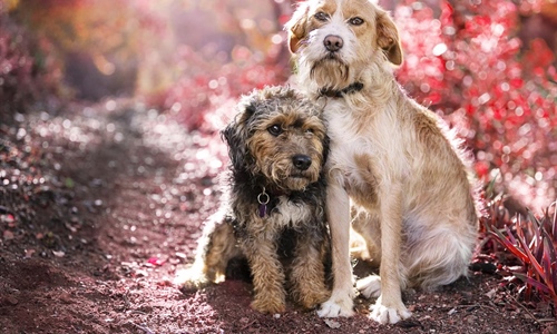 Grad plaća udomljavanje pasa