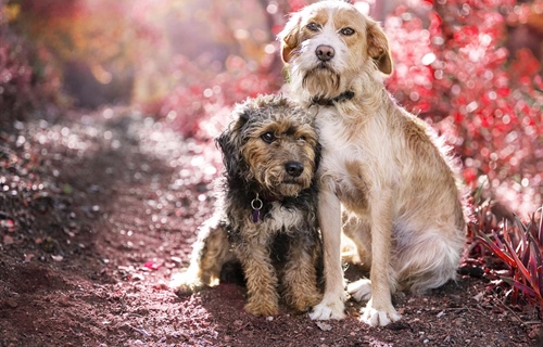 Grad plaća udomljavanje pasa