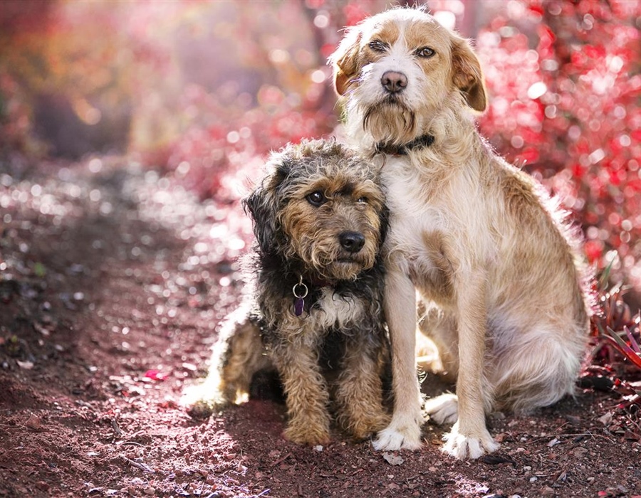 Grad plaća udomljavanje pasa