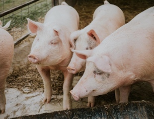 Ukinuta zona zaštite i zona nadziranja u Osječko-baranjskoj županiji;...