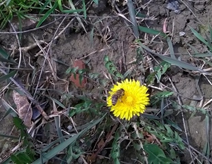 Održana godišnja skupština Pčelarske udruge Cornacum